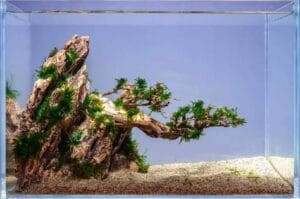 Creating Aquatic Plant Landscapes